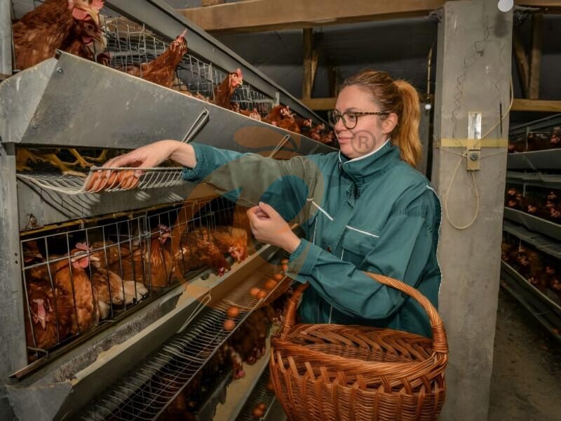 Battery Cage Advantages: What Are The 5 Most Profitable Models