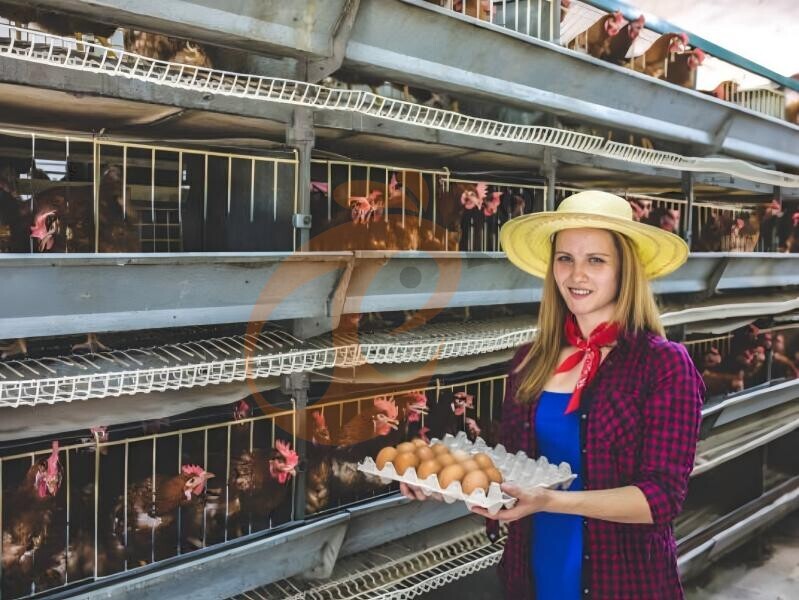 Start Poultry Farm 2026: 6 Steps To Expand, Upgrade And Optimize Farm Layout