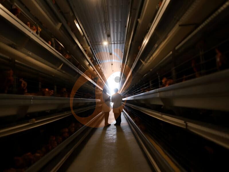 Bangladesh Poultry Farming: Beginner Guide With Layout, Cost And Equipment