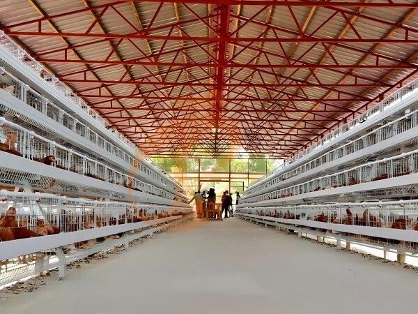 Prefab steel poultry house (2)