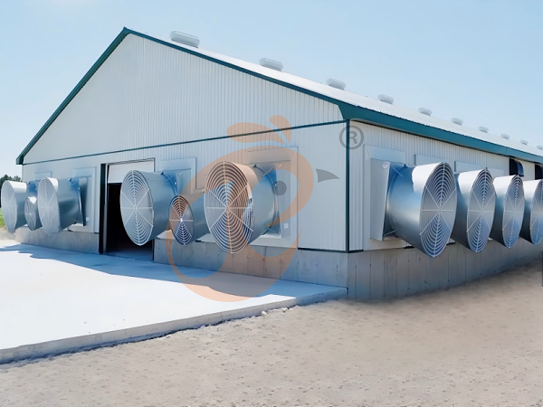 Prefab steel poultry house (7)