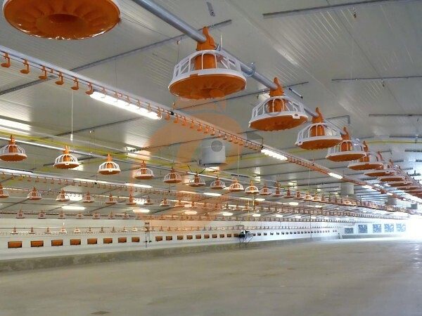 deep litter system 1 (2)