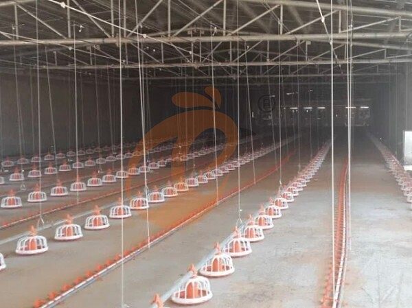 deep litter system (2)