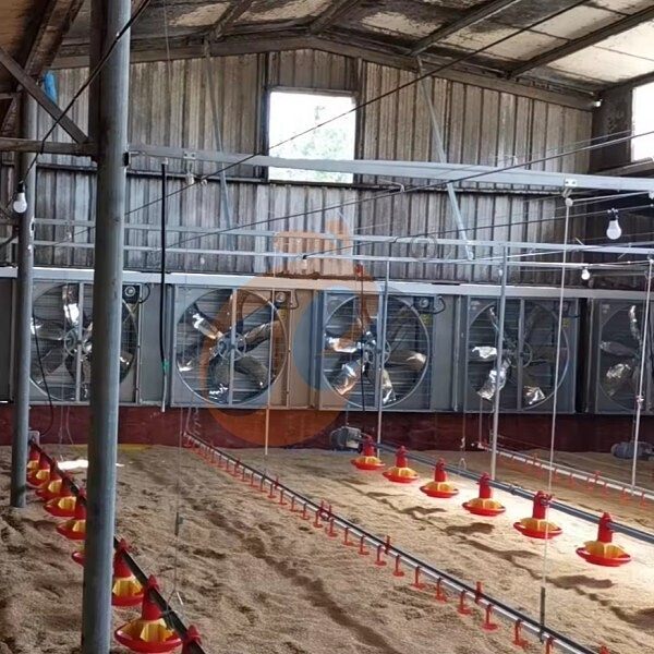 deep litter system 1 (6)