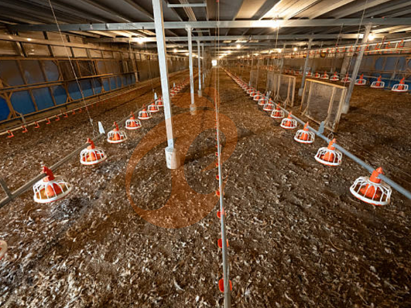 deep litter system (5)