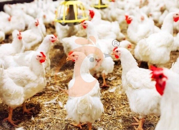 deep litter system (7)