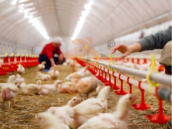 deep litter system 1 (7)