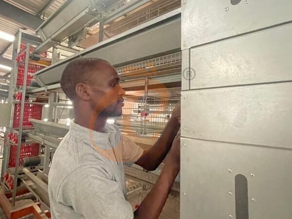 Ethiopia Branch Offer Poultry Farm Business Plan, Manufacture Poultry Farm Equipment