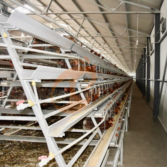 layer battery cage system (19) layer battery cage system (19)