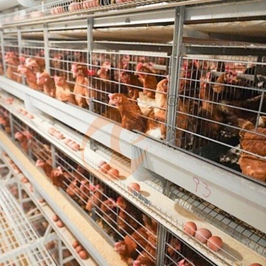 Layer battery cage system (12)