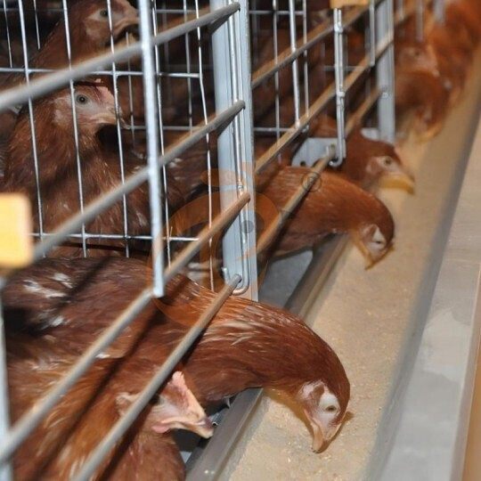 Layer battery cage system (7)