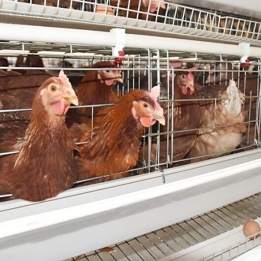 layer battery cage system (1) layer battery cage system (1)