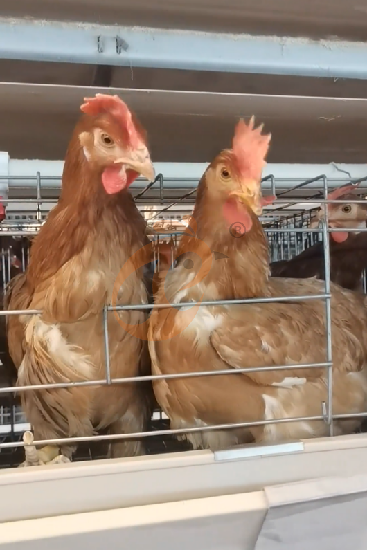 layer battery cage system (12) layer battery cage system (12)