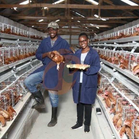 layer battery cage system (4)