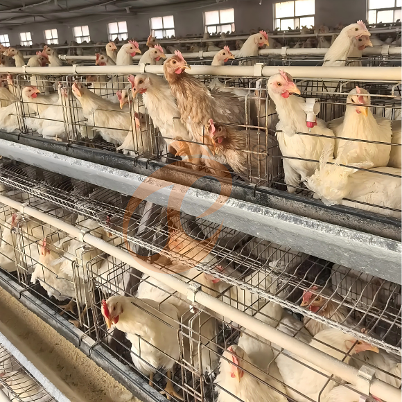 layer battery cage system (25)