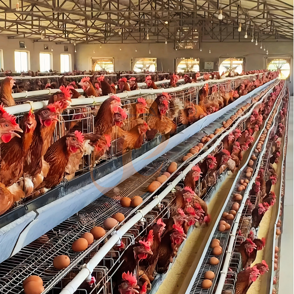 layer battery cage system (21)