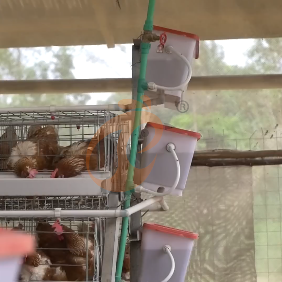 layer battery cage system (6)