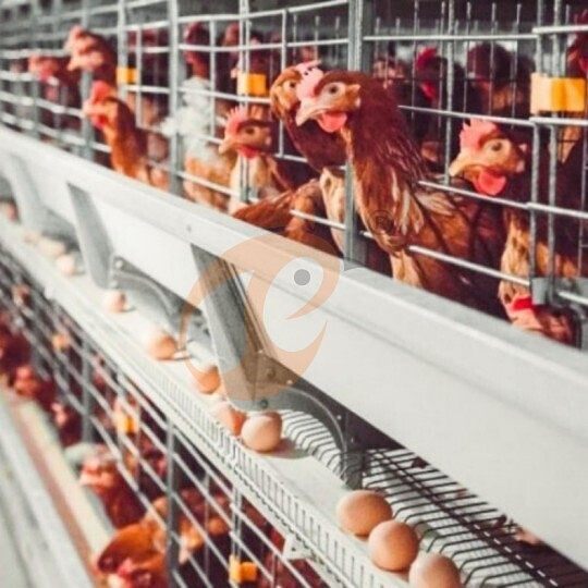 Layer battery cage system (10)