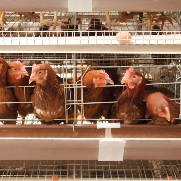 layer battery cage system (13) layer battery cage system (13)