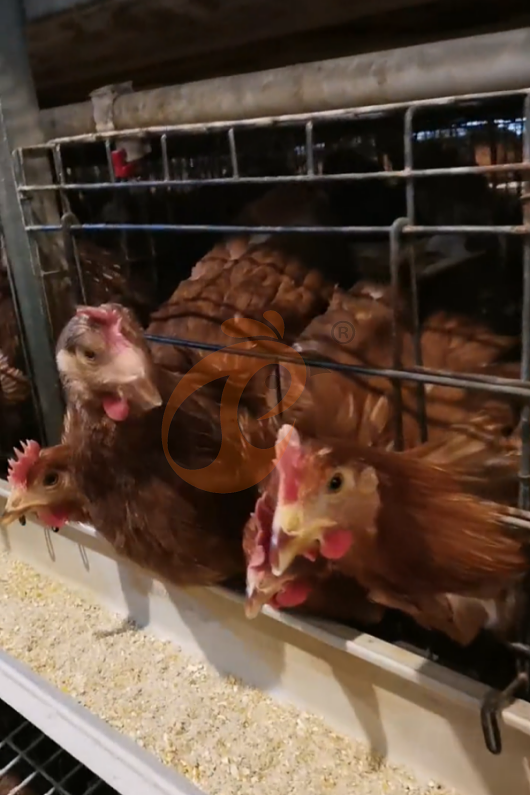 layer battery cage system (13) layer battery cage system (13)