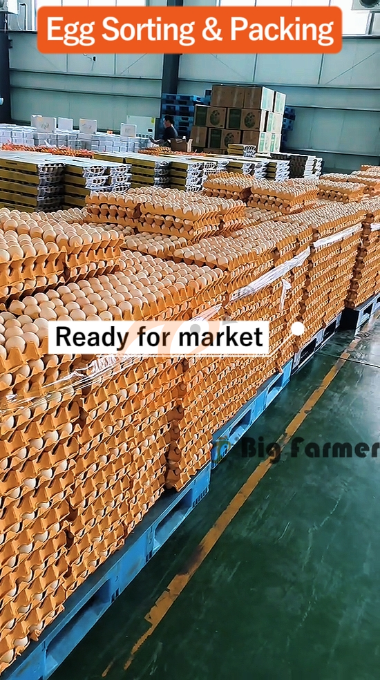 H type automatic layer chicken cage  (10)