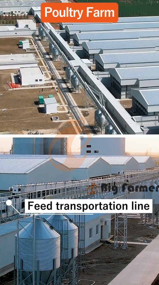 H type automatic layer chicken cage  (12)