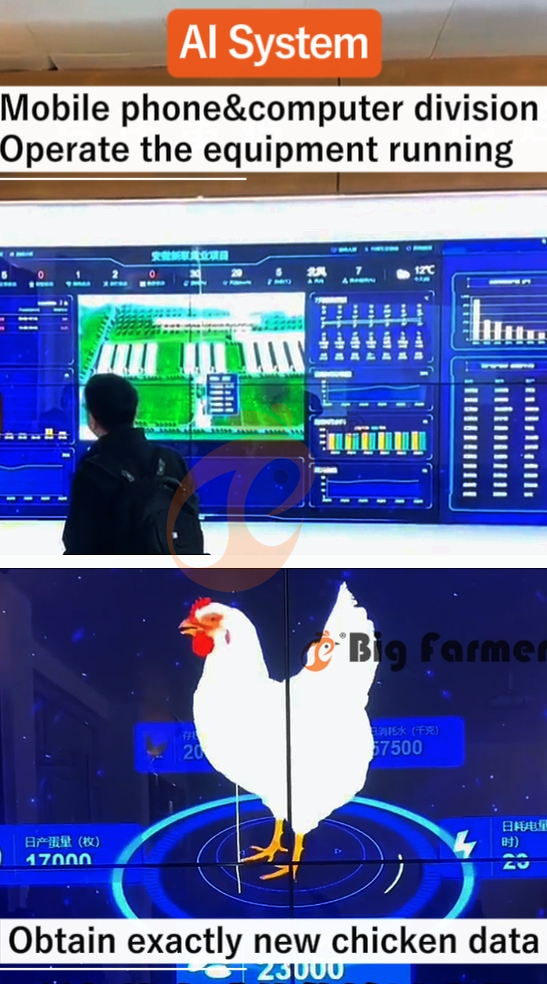 H type automatic layer chicken cage  (14)