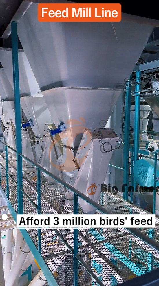 H type automatic layer chicken cage  (15)