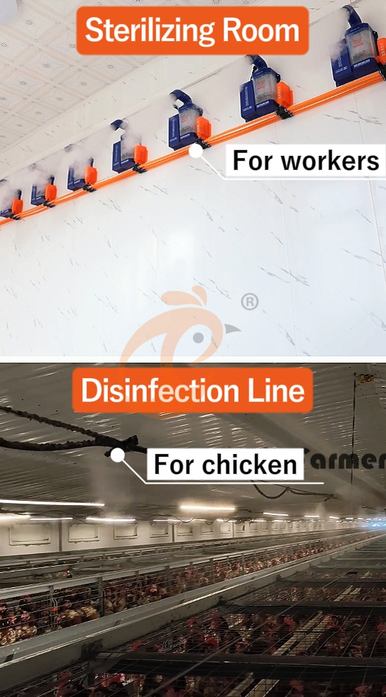 H type automatic layer chicken cage  (16)