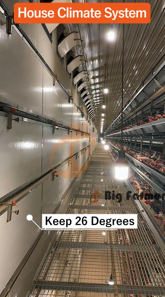 H type automatic layer chicken cage  (18)