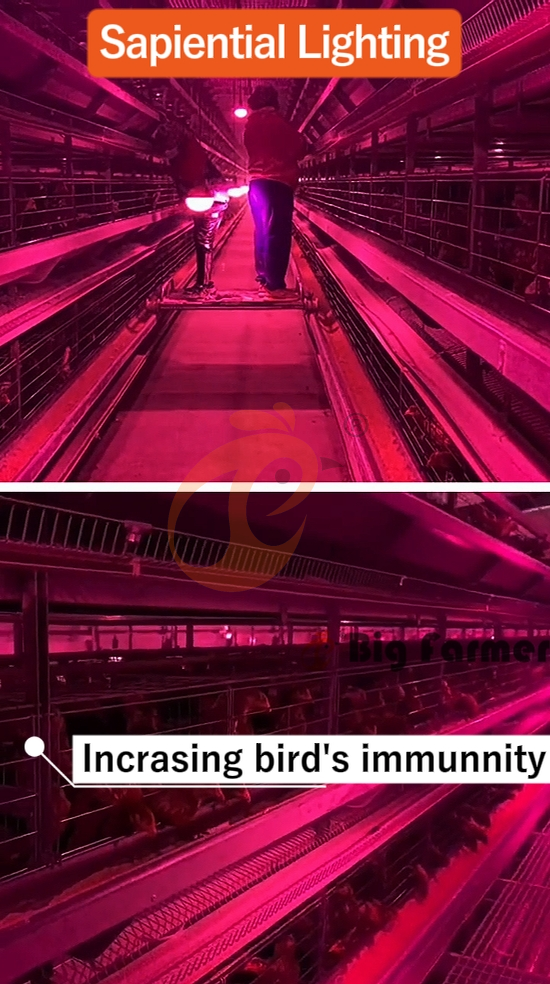 H type automatic layer chicken cage  (19)