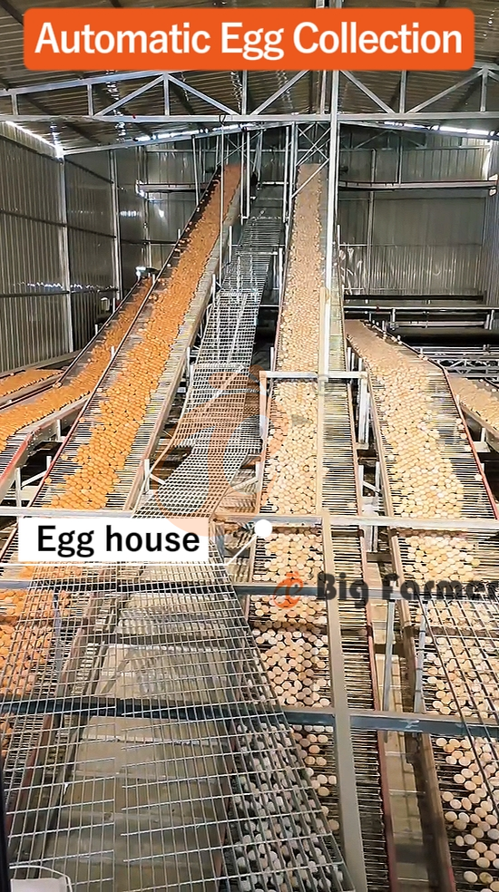 H type automatic layer chicken cage  (2)