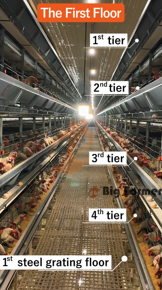 H type automatic layer chicken cage  (20)