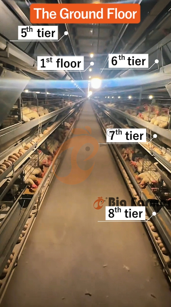 H type automatic layer chicken cage  (21)