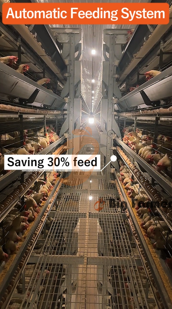 H type automatic layer chicken cage  (22)