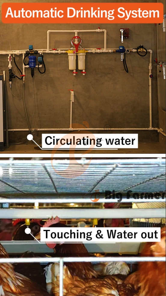 H type automatic layer chicken cage  (23)