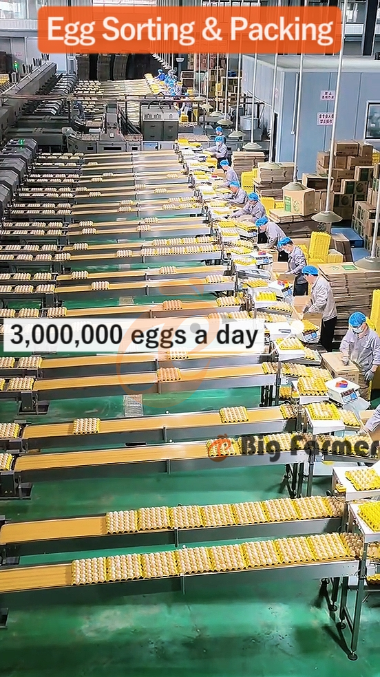 H type automatic layer chicken cage  (3)