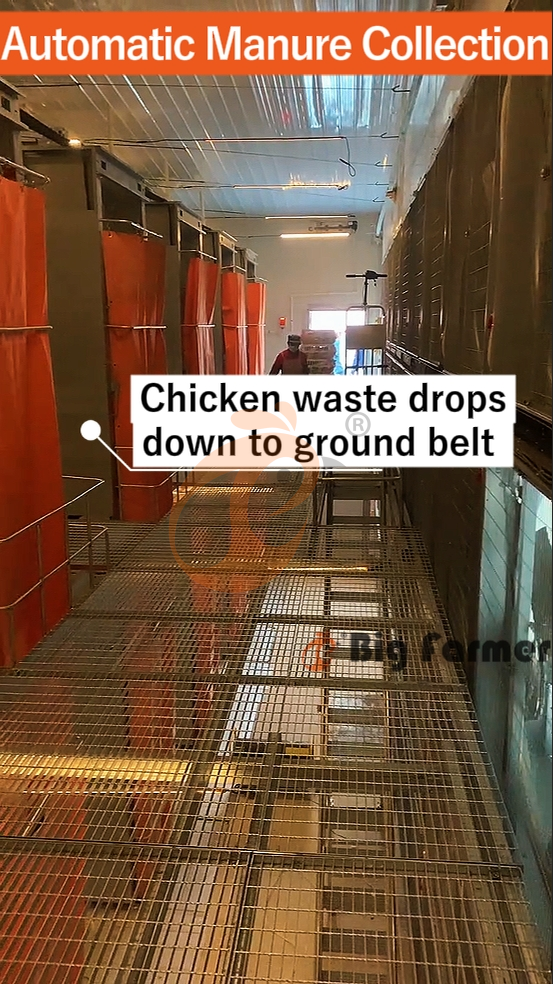 H type automatic layer chicken cage  (4)