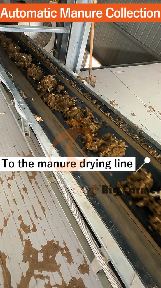 H type automatic layer chicken cage  (5)