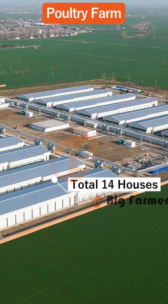 H type automatic layer chicken cage  (7)