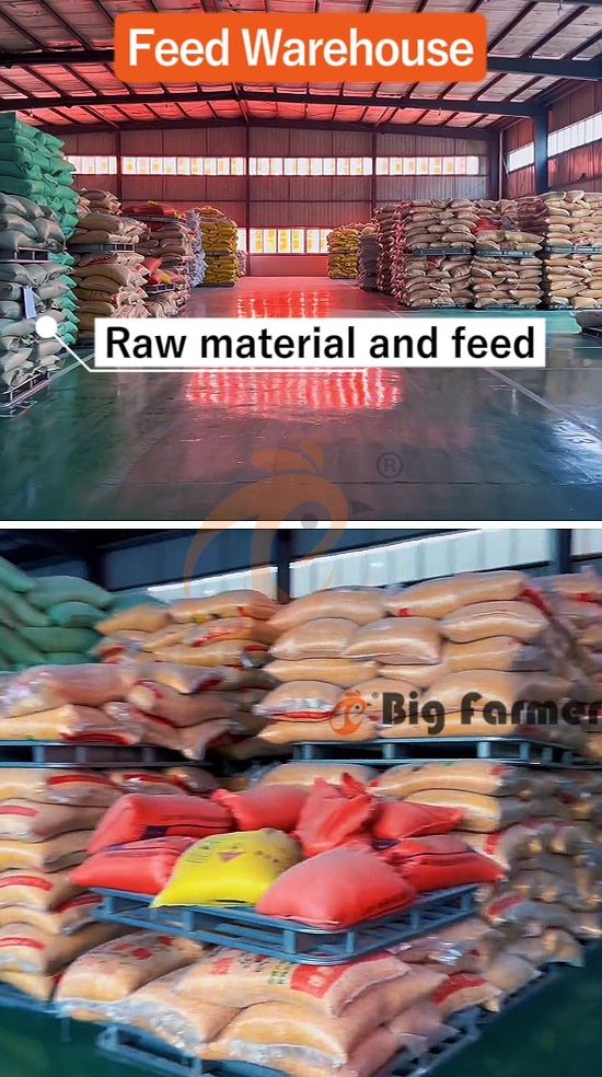 H type automatic layer chicken cage  (8)