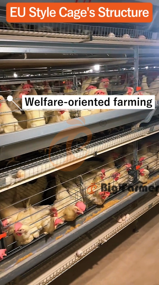 H type automatic layer chicken cage  (9)