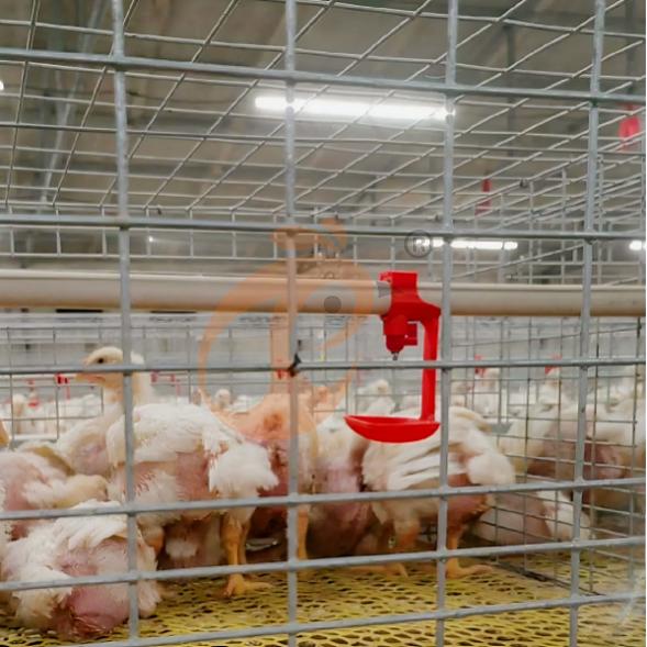 broiler battery cage system (5)