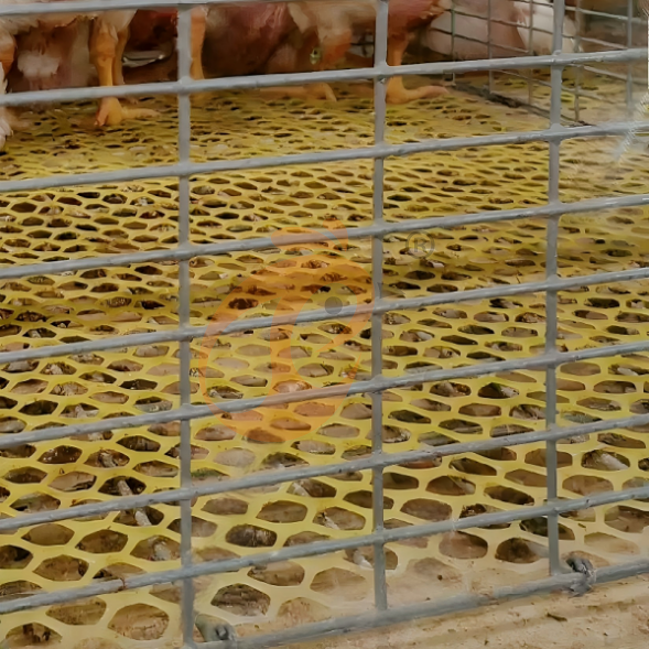 broiler battery cage system (41)