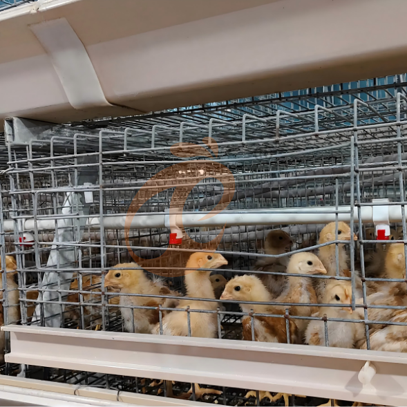 broiler battery cage system (39)