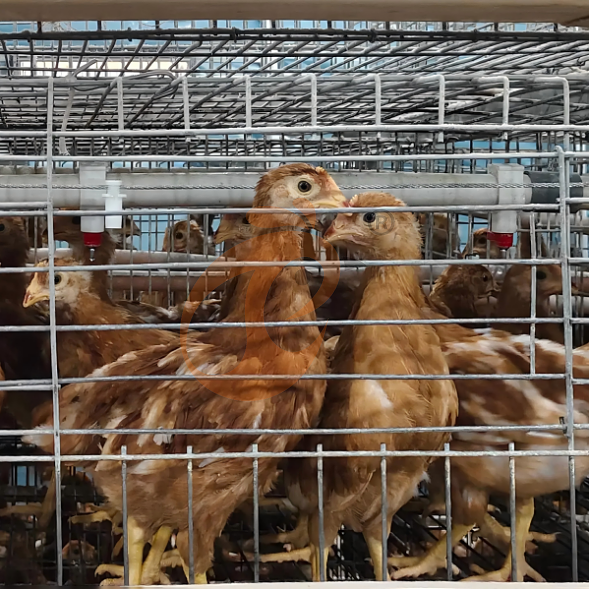 broiler battery cage system (18)