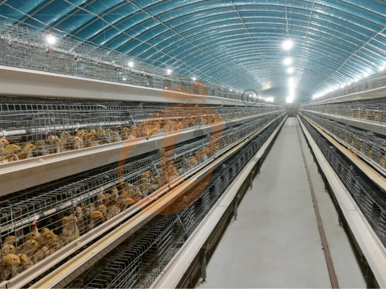 Semi Automatic A Frame Broiler Chicken Cage For Sale