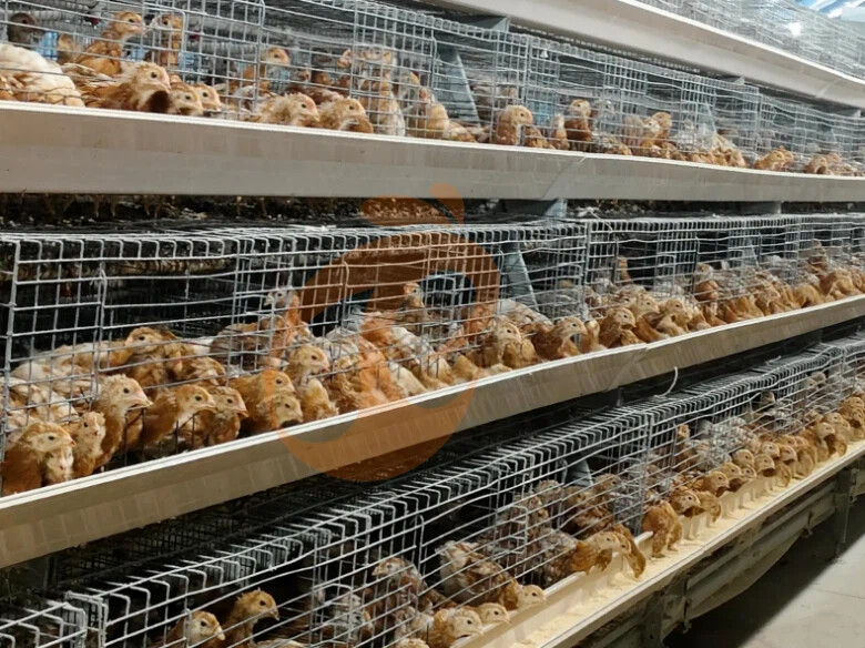 Semi Automatic A Frame Broiler Chicken Cage For Sale