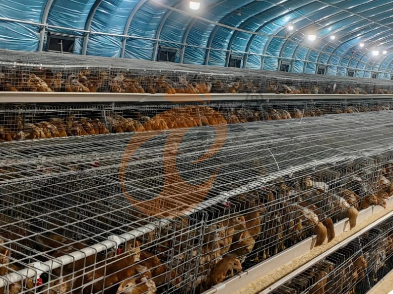Semi Automatic A Frame Broiler Chicken Cage For Sale