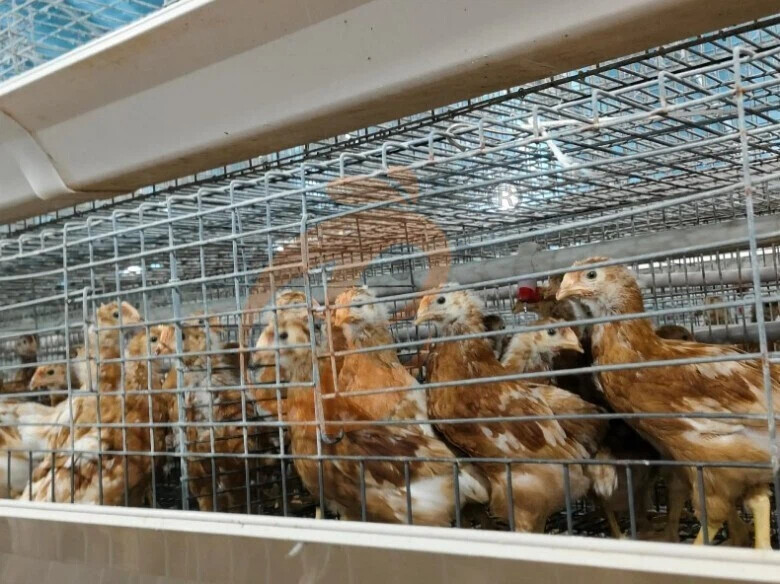 Semi Automatic A Frame Broiler Chicken Cage For Sale